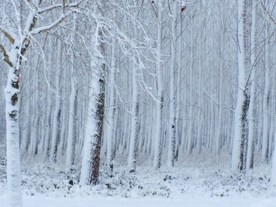 Lemurisch bos in de sneeuw_2.jpeg
